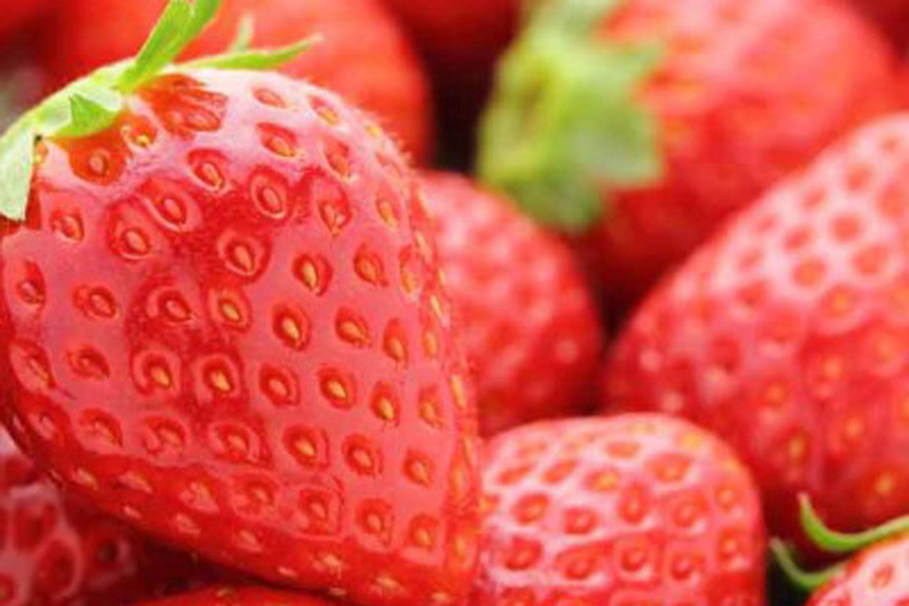 Stehly Farms Organics farm tour & strawberry upick Berry Good Food