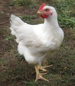 cornish-cross-chicken